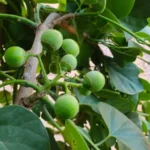 local-name-gundi-tree-fruits-called-gunda-using-as-vegetable-fruit-unripe-fruit-cordia-dichotoma-close-up-image-184850632